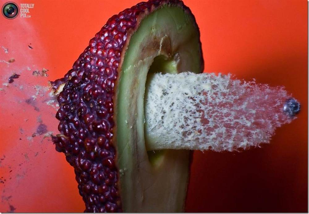 菊花被爆!子弹高速穿透物体爆炸瞬间