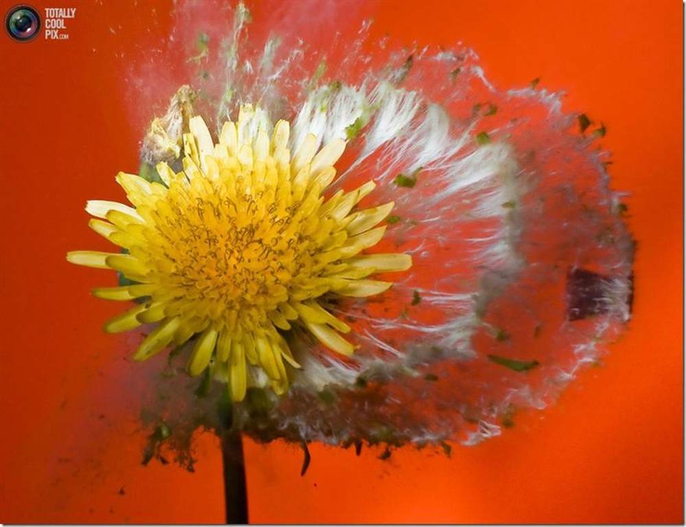 菊花被爆!子弹高速穿透物体爆炸瞬间