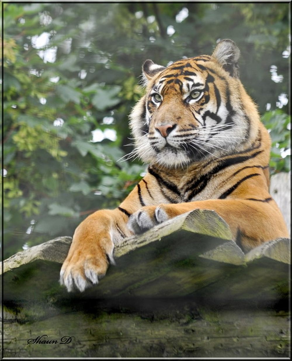 野生動物大合集看動物們的生活百態