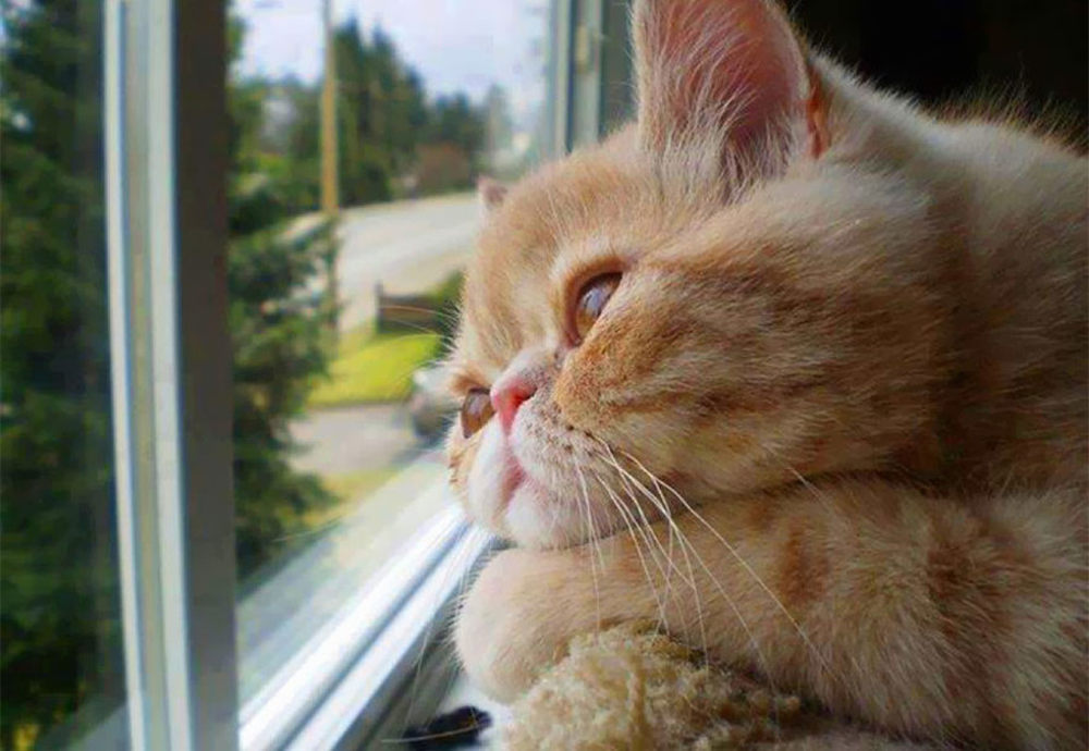 尤其看窗外应该是每个家里有养猫的人绝对不陌生的画面,今天我们就