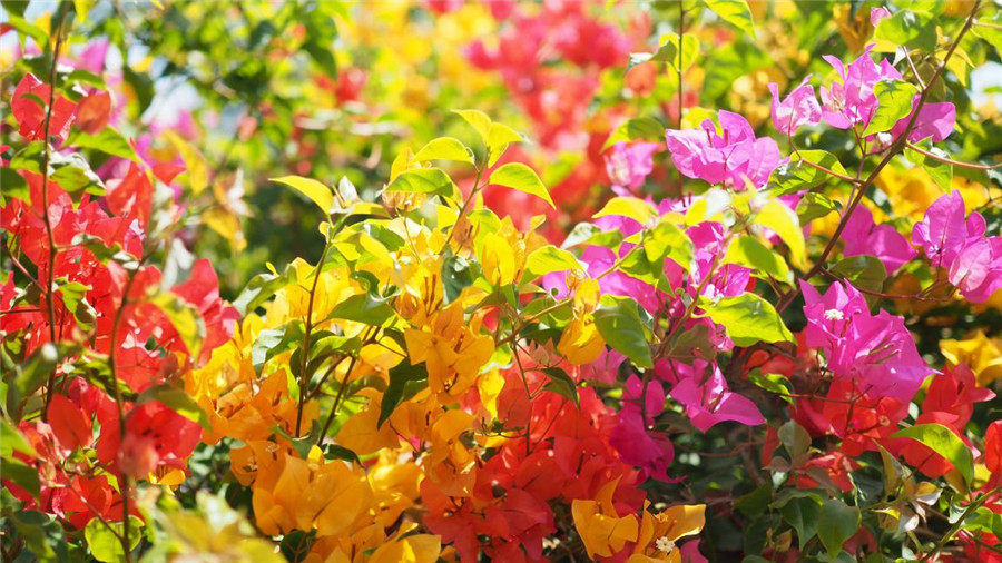 三个颜色的三角梅.