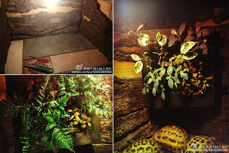 "鬼才之眼"王昱珩的家,居然是这样的!!