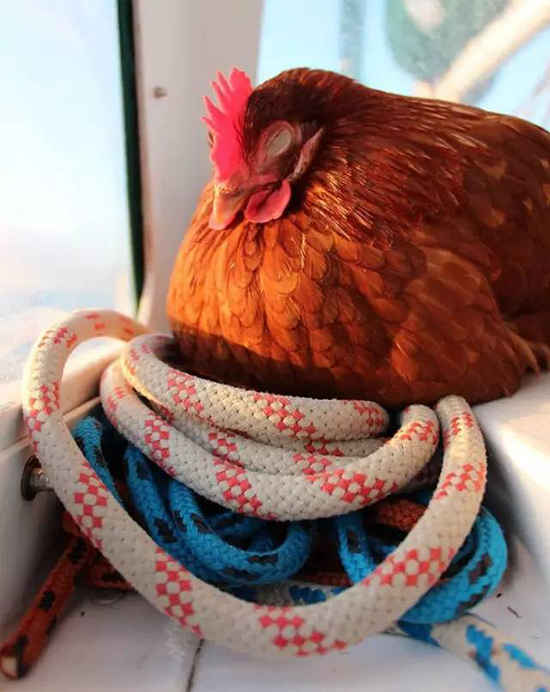 90后帅哥带母鸡环游世界,居然只为吃鸡蛋?