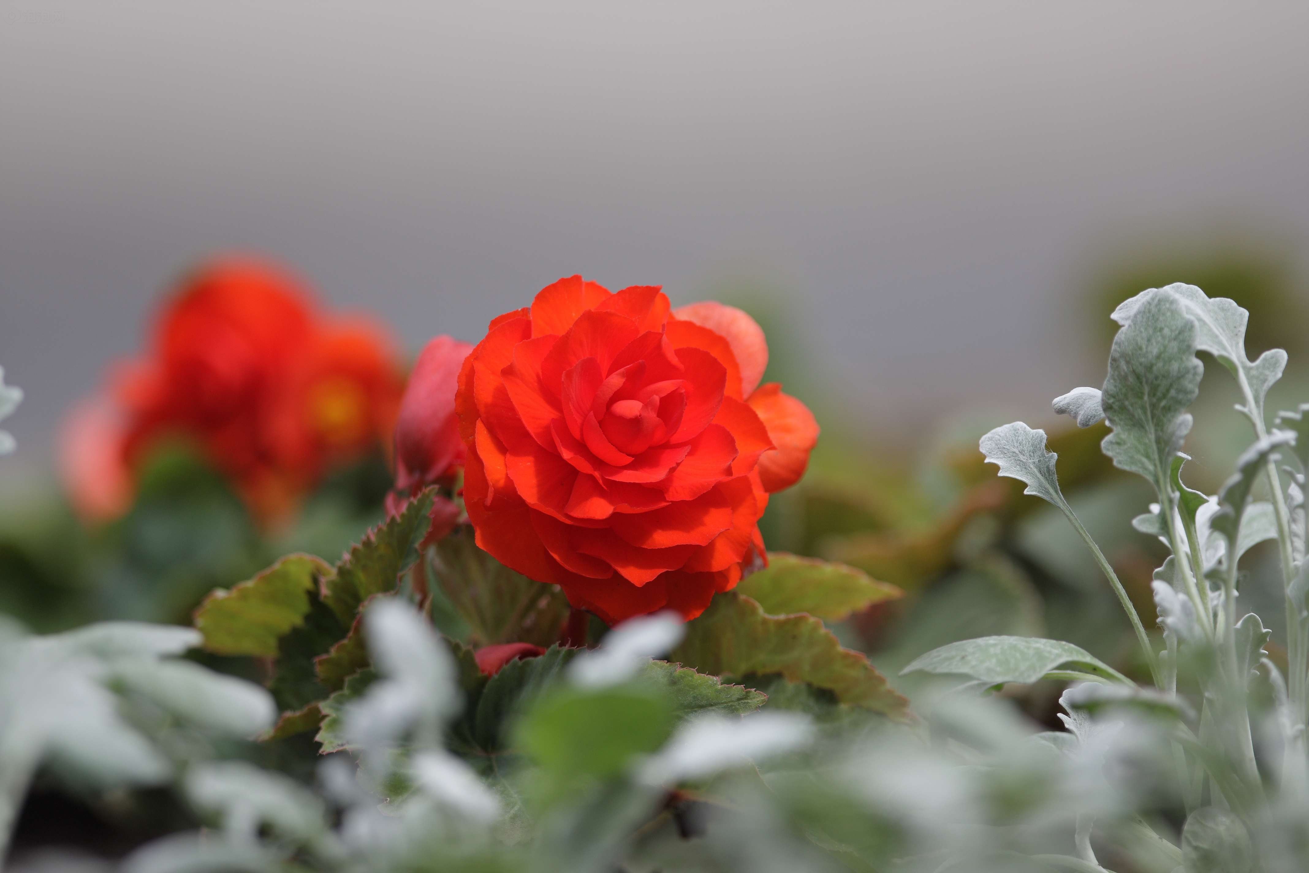 佳能eos 450d样张图片167