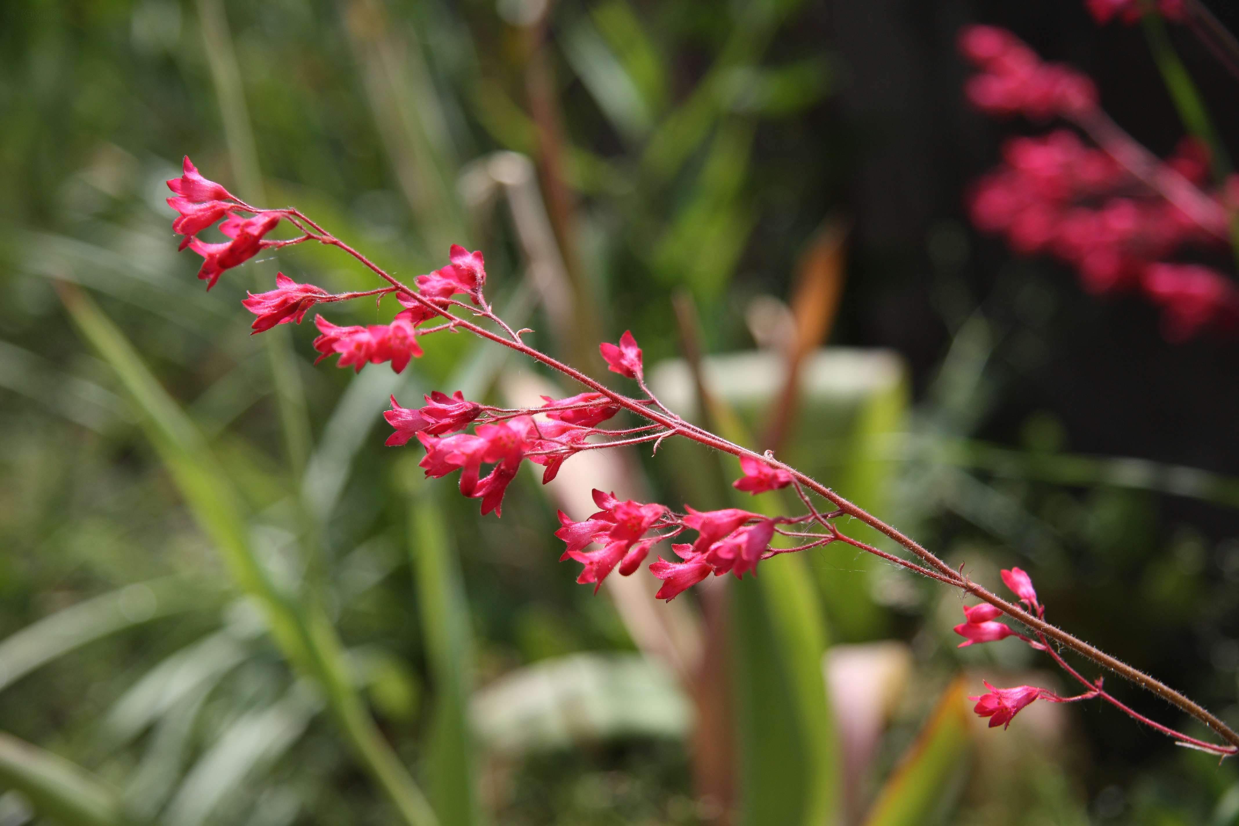 佳能eos 450d样张图片206