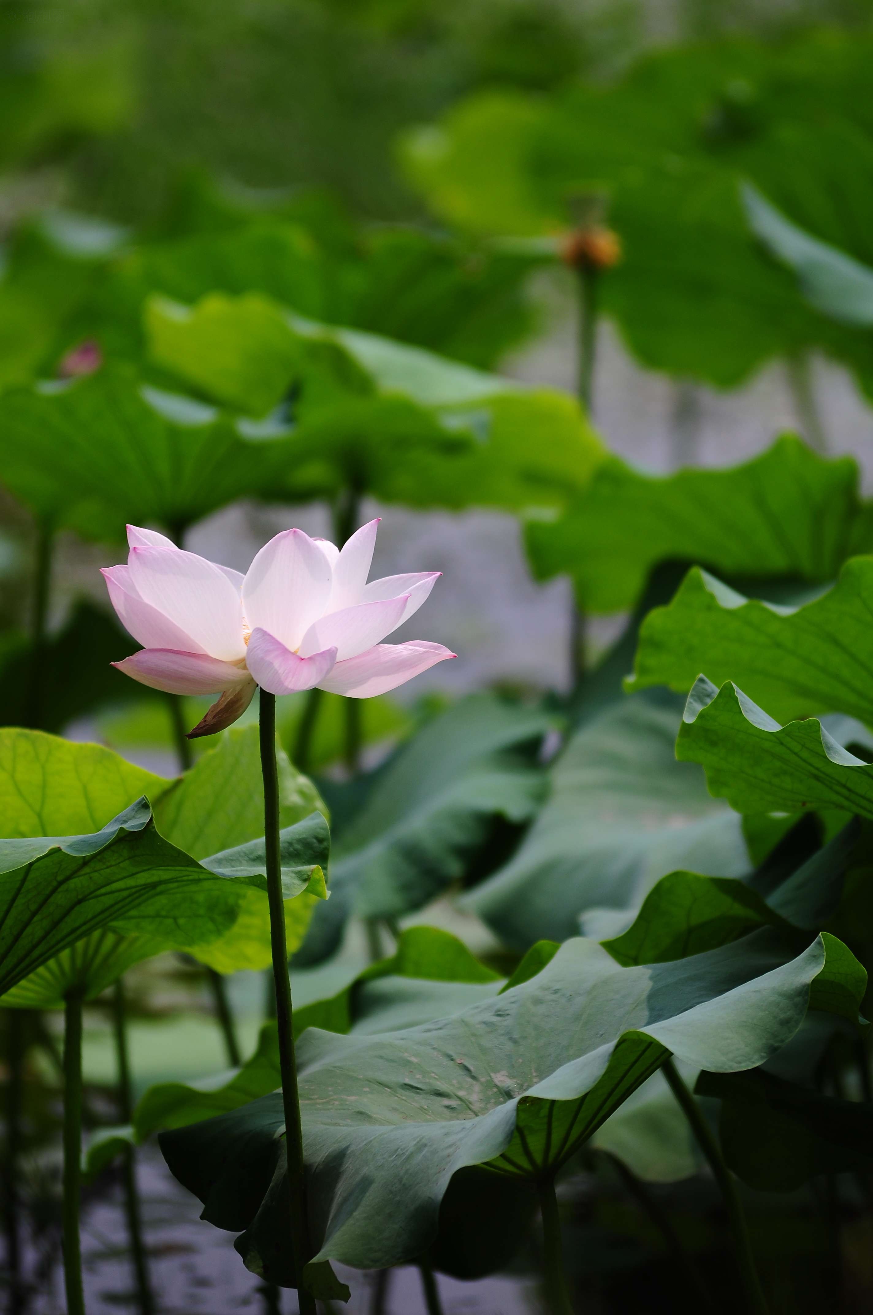 腾龙sp af 70-200mm f2.8 di ld [if] macro(a001)佳能卡口样张图片43