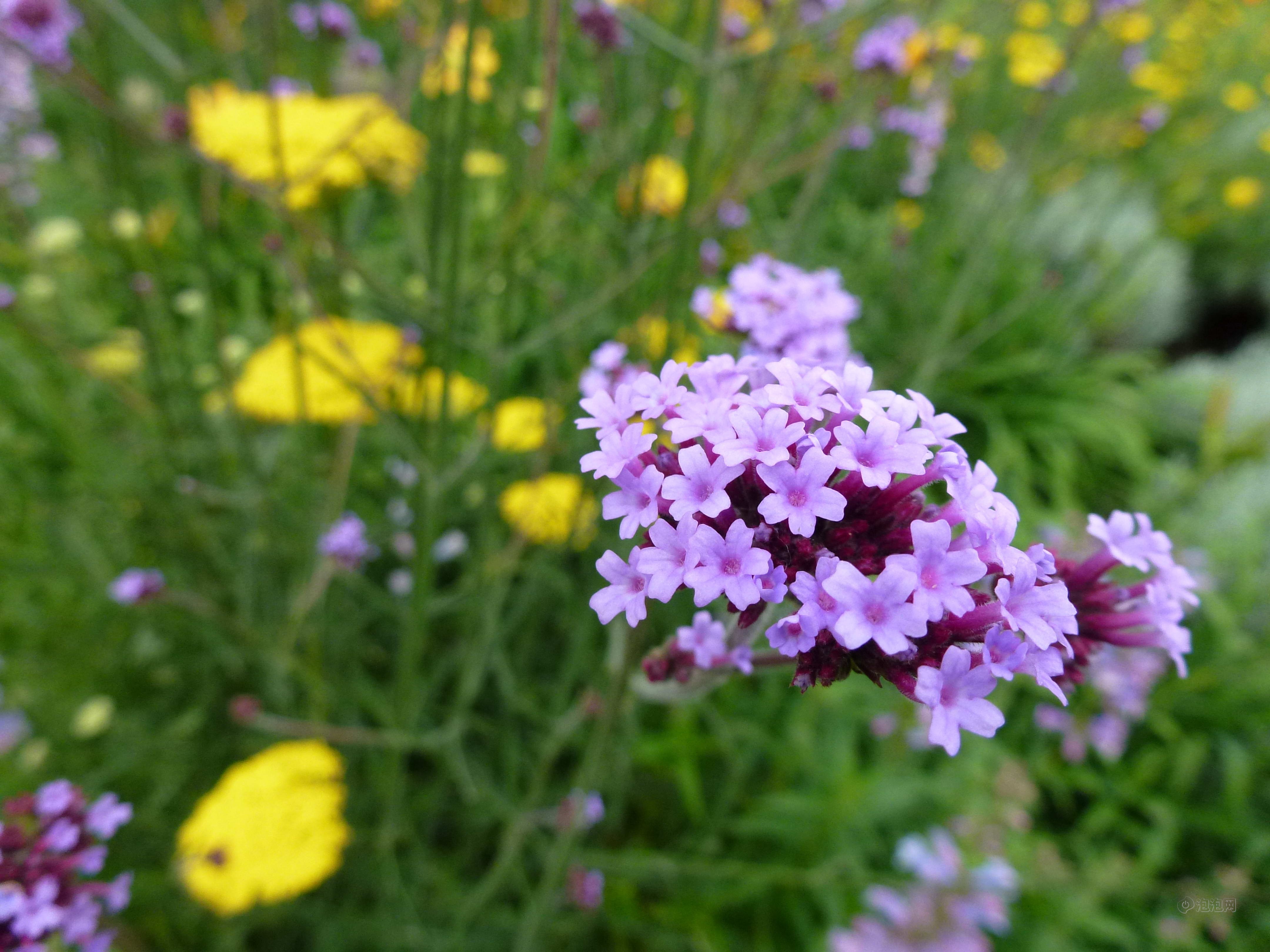 徕卡v-lux30样张图片17