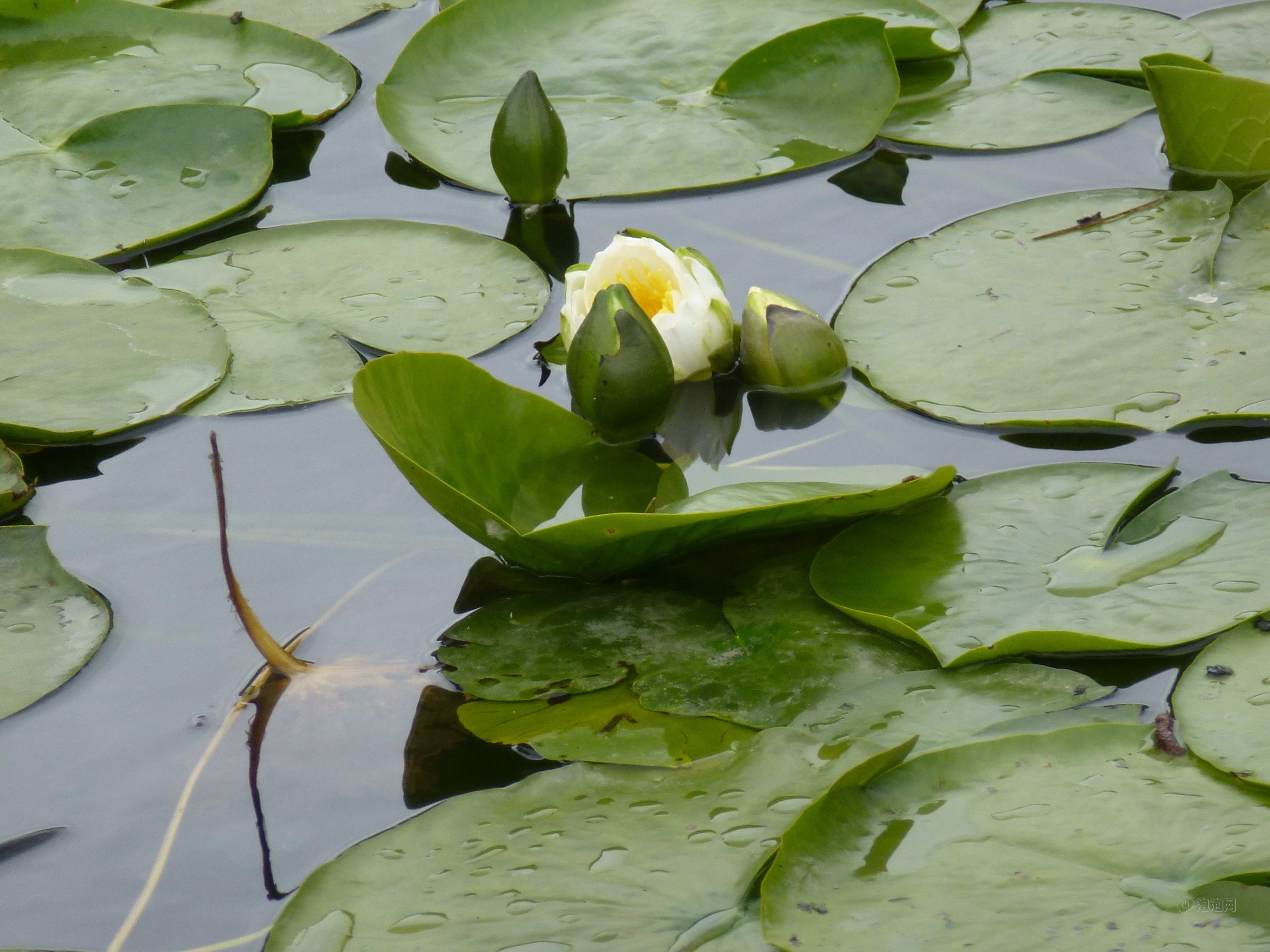 徕卡v-lux30样张图片22